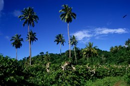 Blue-sky;-Coconut-palm;-Comoros-Archipelago;-France;-Hills;-Indian-Ocean;-Kaleidos;-Kaleidos-images;-La-parole-à-limage;-Landscape;-Laurent-Abad;-Mayotte;-Palm-tree;-Stories-Pictures;-Vegetation